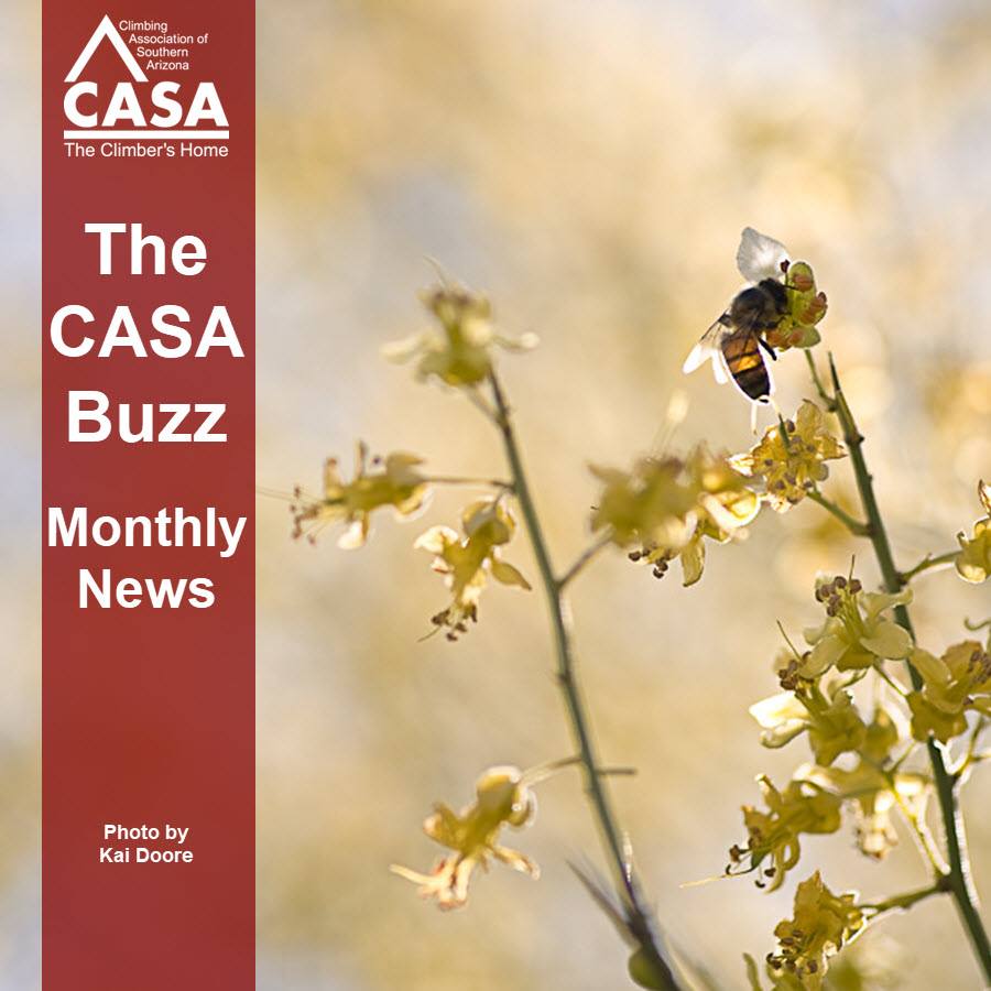 CASA buzz, bee on flowers, climbing news for Tucson
