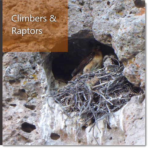 Climbers and Raptors